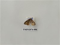 藏品(尺蛾604)的圖片